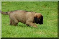 leonberger 090.jpg